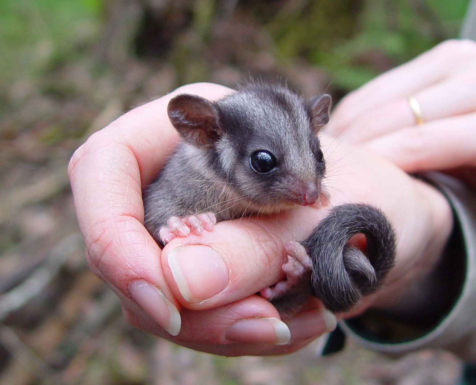 Leadbeater’s Possum on the brink