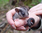 Leadbeater’s Possum on the brink