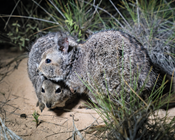 Science for the West