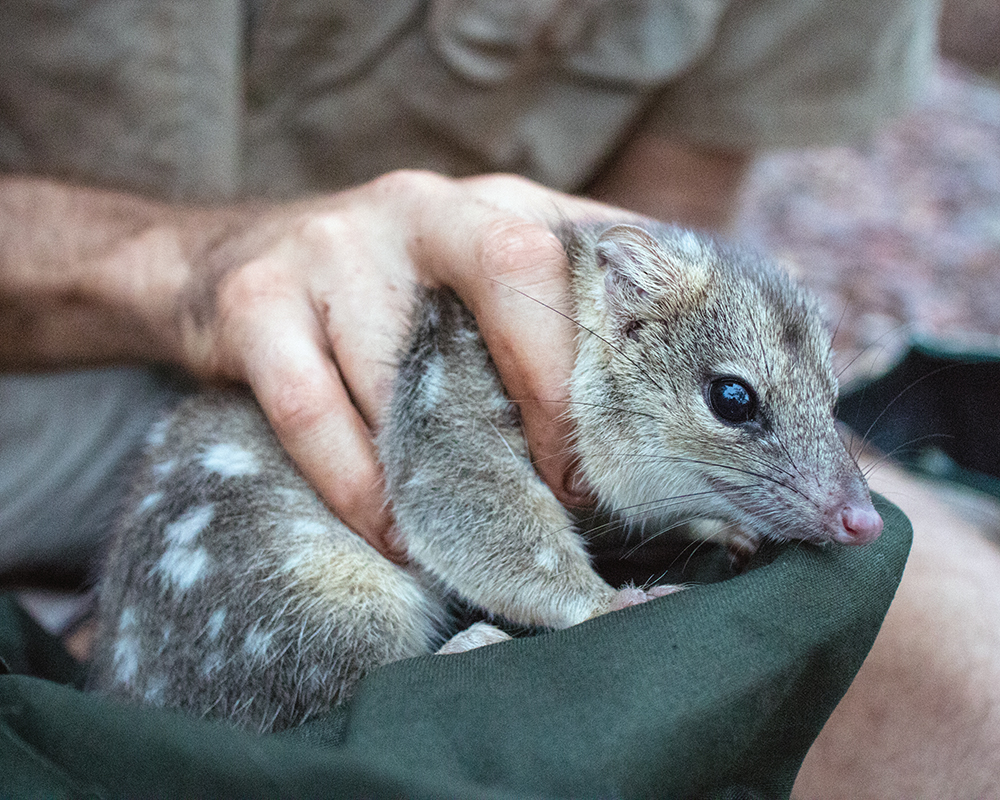Video: How are Northern Quolls responding to feral cat baiting in the Pilbara?