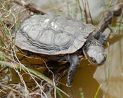 The turtle, the fox & the bandicoot - One problem solved another created