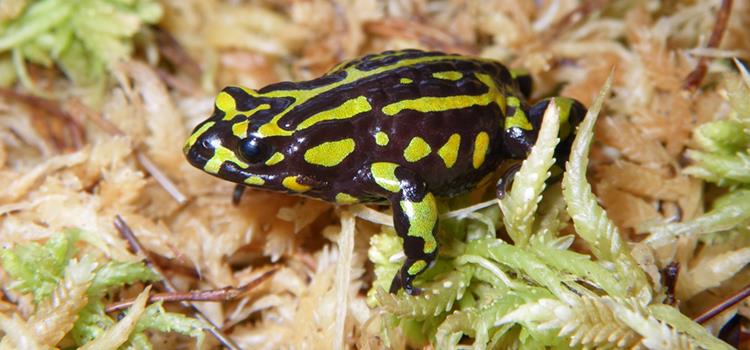 Adaptive reintroduction strategies for the northern corroboree frog