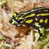 Adaptive reintroduction strategies for the northern corroboree frog