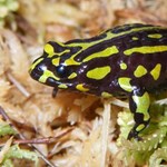 Adaptive reintroduction strategies for the northern corroboree frog