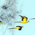 Threatened bird conservation in Murray-Darling Basin wetland and floodplain habitat