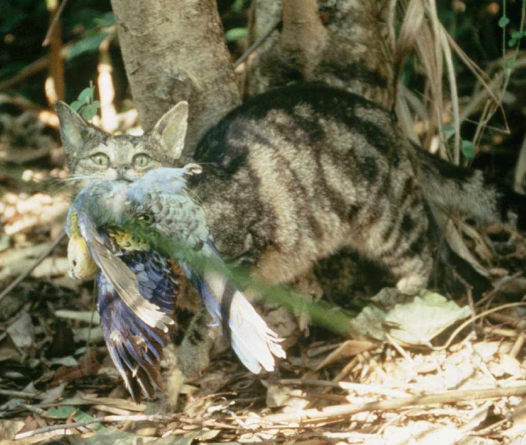 New research: Cats kill more than one million Australian birds per day