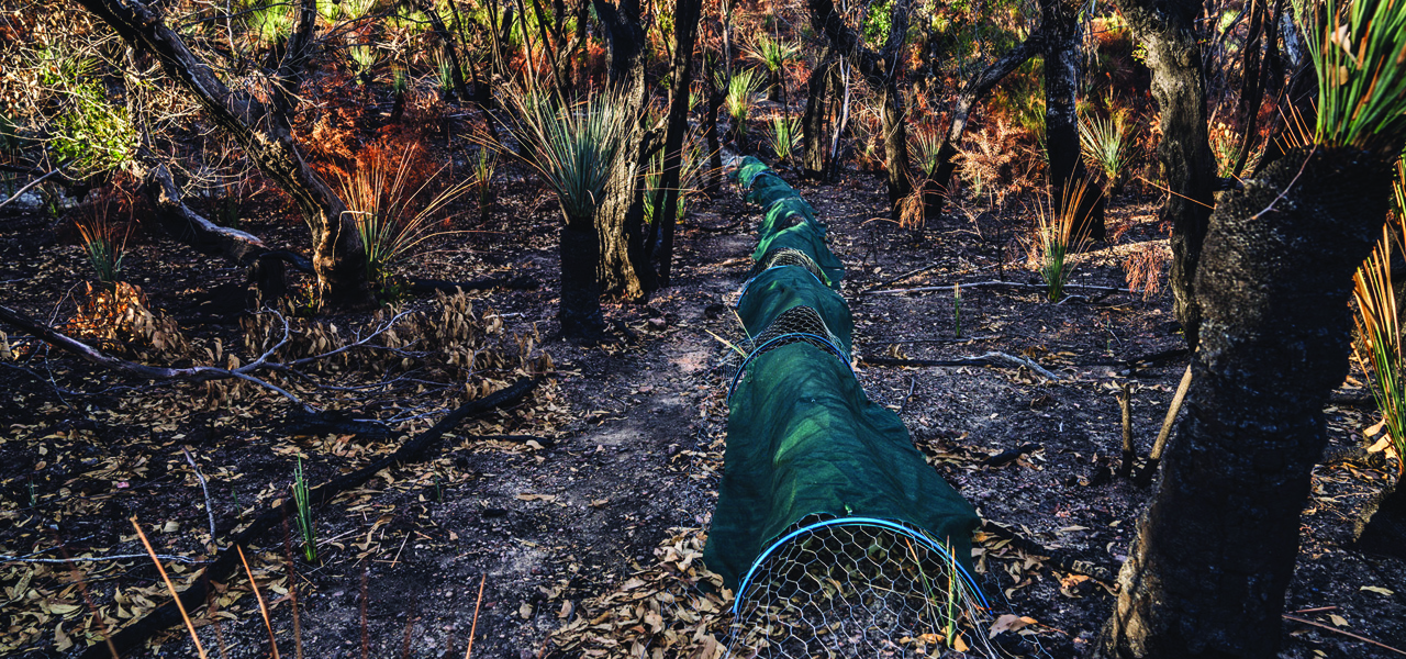 Review of faunal responses to fire-associated management actions