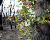 Strategic fire management can reduce extinctions