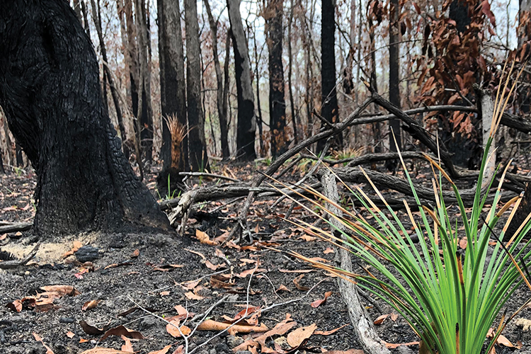 Considering cats and foxes after the bushfires: Fewer pests but more impact?