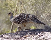 Best-practice governance for threatened species recovery teams