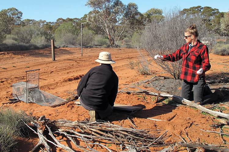 Effective conservation of Australian mammals threatened by cats