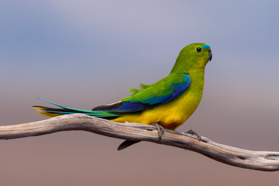 Tackling threats to endangered hollow nesting birds in Tasmania