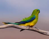 Tackling threats to endangered hollow nesting birds in Tasmania