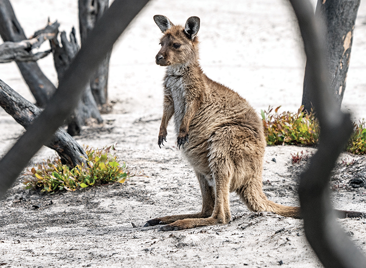 Fire and post-fire impacts on wildlife groups, and priority conservation responses