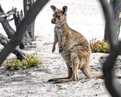 Fire and post-fire impacts on wildlife groups, and priority conservation responses