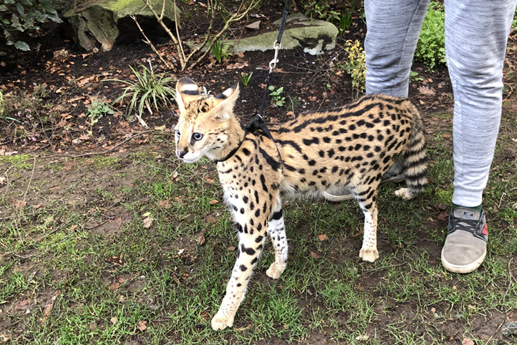 Banning savannah cats in Australia was good science