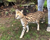Banning savannah cats in Australia was good science