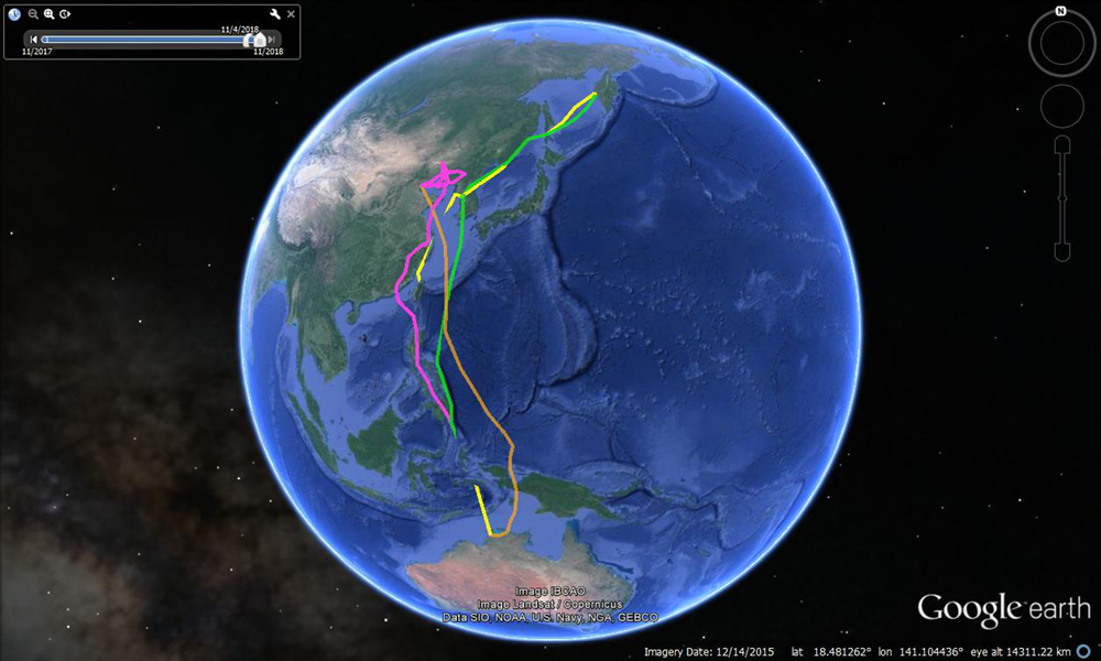 Curlew globe-trotting update