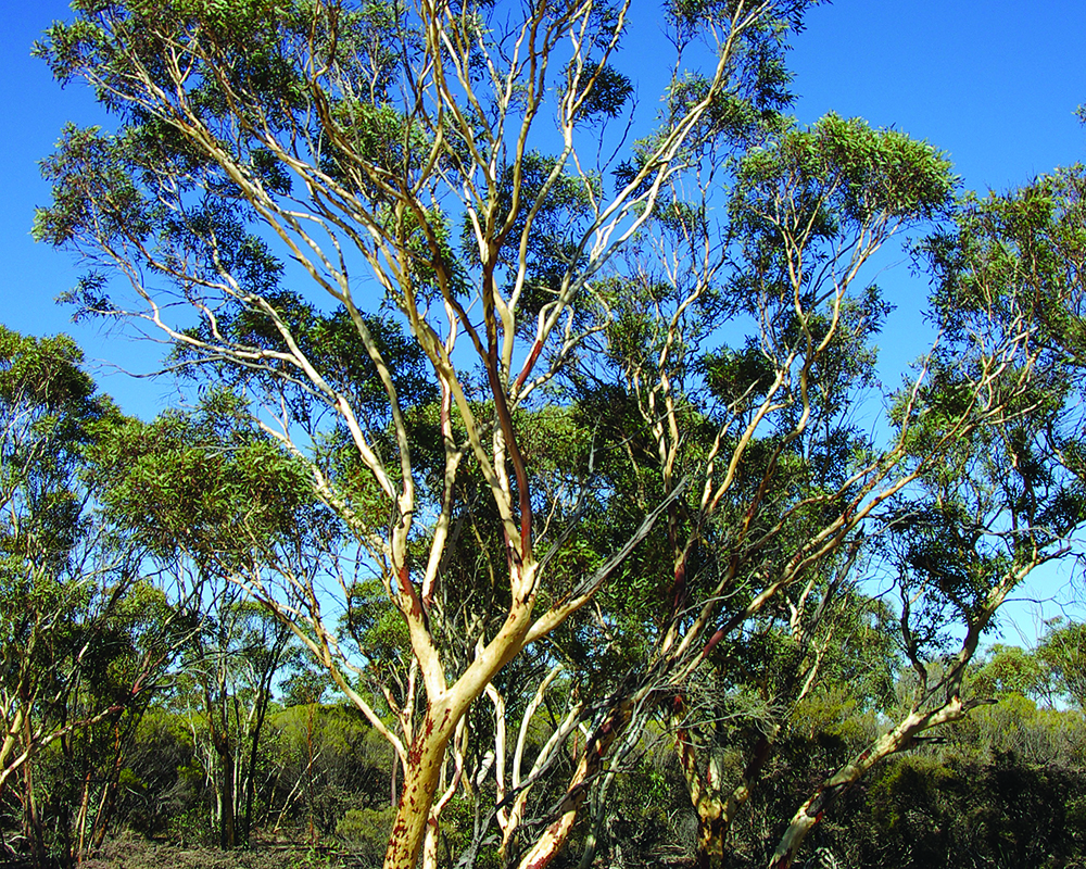 Red listing our national icon, the gum trees