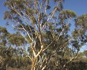 Red listing our national icon, the gum trees
