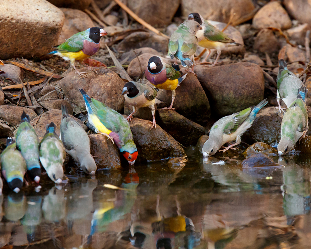 Australian threatened bird populations drop by half in 30 years on average