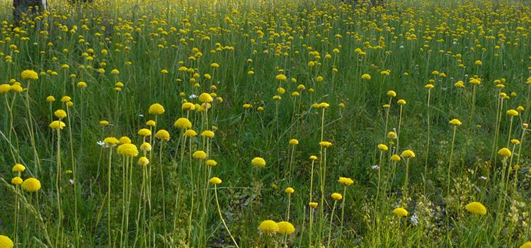 Restoring the Endangered Yass daisy