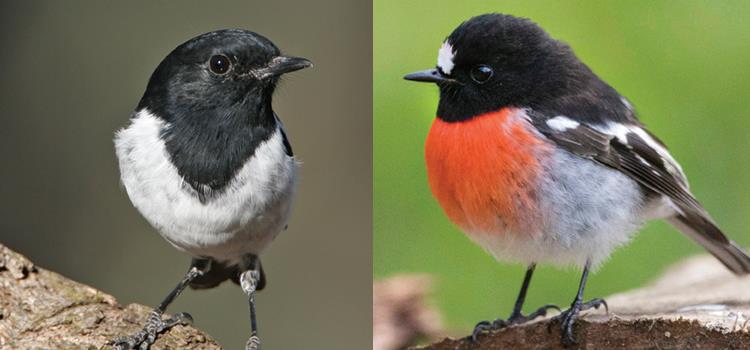 Evidence-based management protocols for recovery of multiple threatened woodland birds