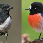 Evidence-based management protocols for recovery of multiple threatened woodland birds