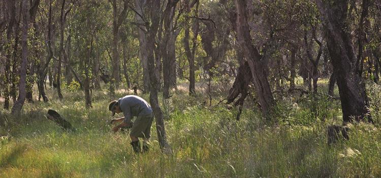 Coordinated recovery planning for threatened woodlands