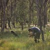 Coordinated recovery planning for threatened woodlands