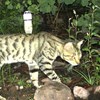 Feral cat distribution, abundance, management and impacts on threatened species: collation and analysis of data