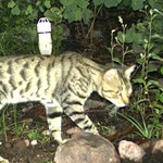 Feral cat distribution, abundance, management and impacts on threatened species: collation and analysis of data