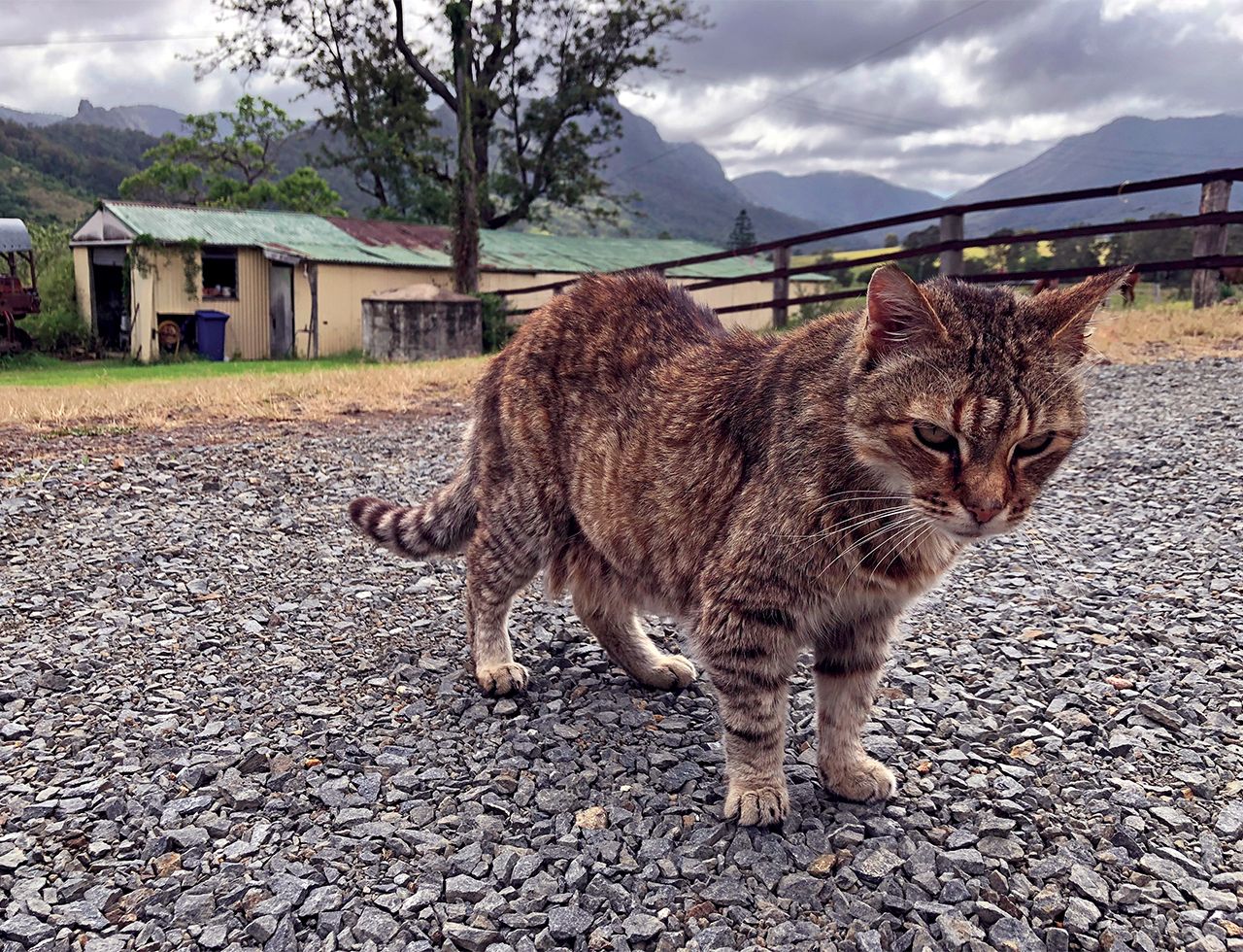 Diseases spread by cats have a $6 billion impact on health and agriculture every year