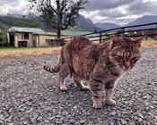 Diseases spread by cats have a $6 billion impact on health and agriculture every year