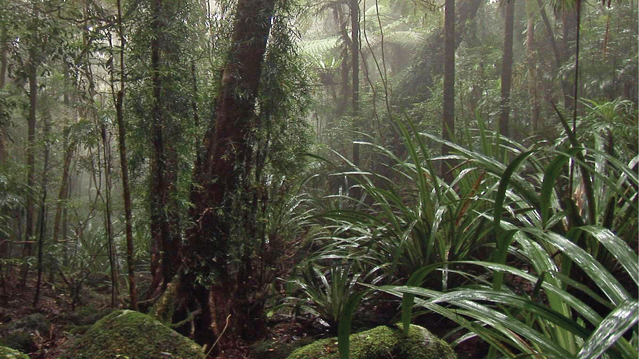 Survival and recovery of threatened animal species in fire-affected World Heritage Areas (Gondwana Rainforests focus)