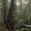 Survival and recovery of threatened animal species in fire-affected World Heritage Areas (Gondwana Rainforests focus)