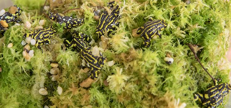 Optimising the timing for assisting the colonisation of threatened montane frogs