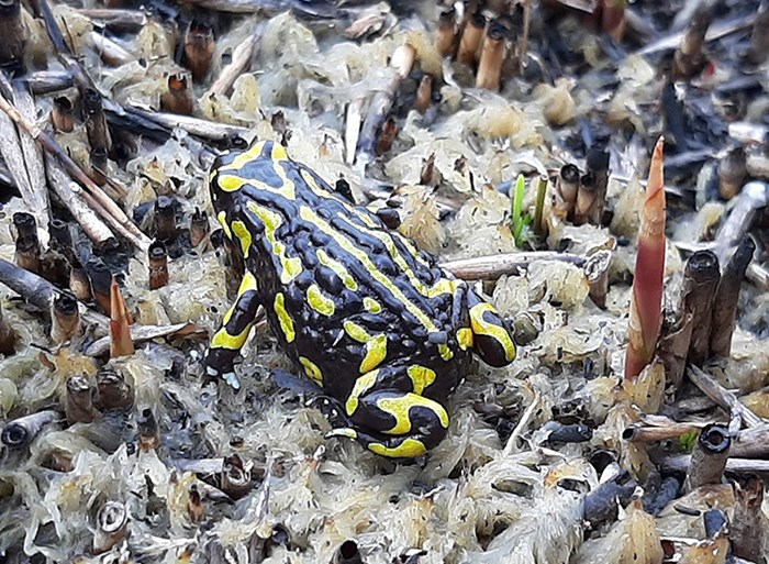 Northern Corroboree Frog