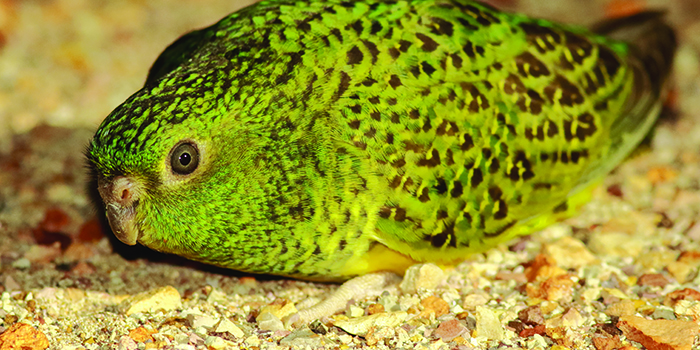 Managing feral cats to benefit the night parrot