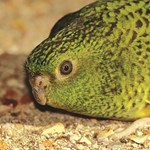Managing feral cats to benefit the night parrot