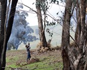 Culling noisy miners fails in NSW trial, study