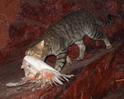 Cats are killing millions of Australia’s birds