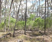 Australia’s Brigalow forests almost gone in 60 years