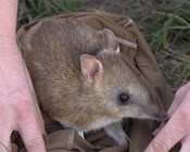 Genetic rescue for threatened species: Bandicoot bounces back