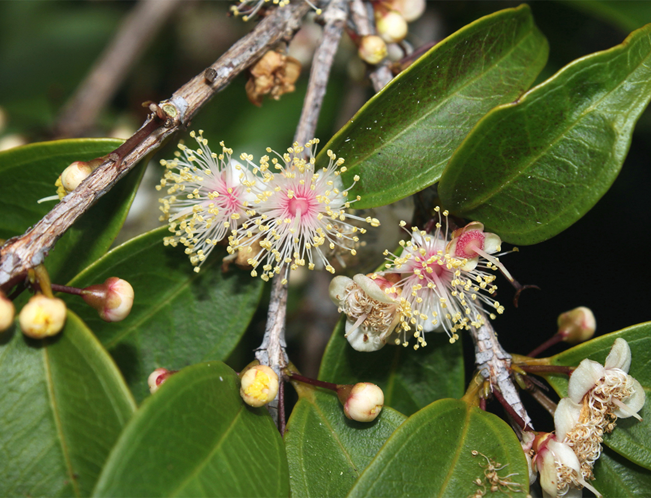 Smooth scrub turpentine