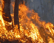 The fire, the fox and the feral cat