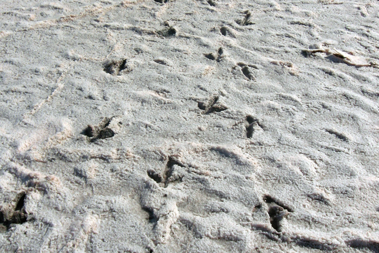 Reading the story written in Australia’s desert sands