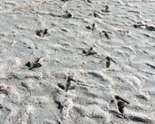 Reading the story written in Australia’s desert sands
