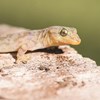 Combatting an emerging disease threatening endangered Christmas Island reptiles