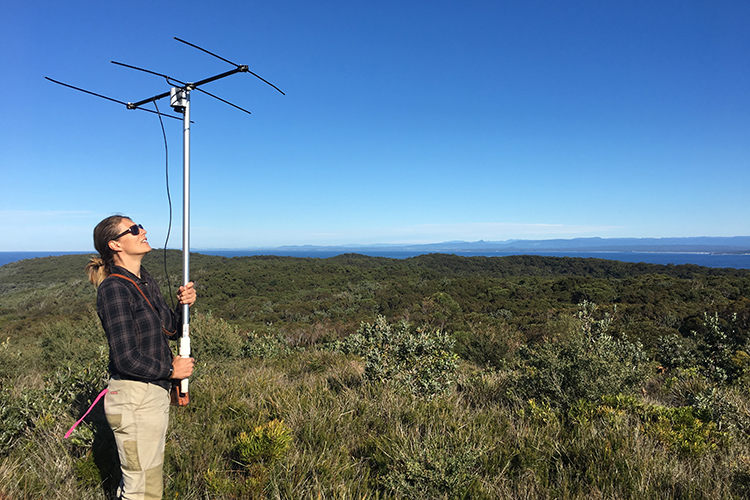 Reasons to be cheerful - Conservation success stories from Booderee National Park